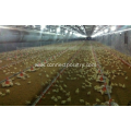 Automatic Broiler feeding line